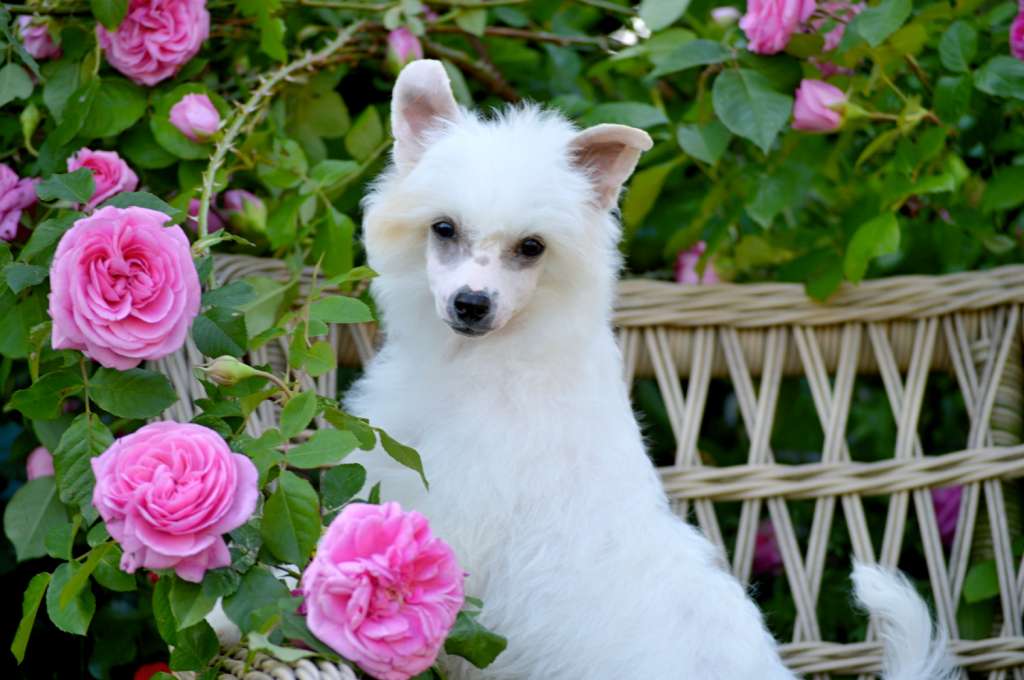 Amore Mio z Andelovy dlane