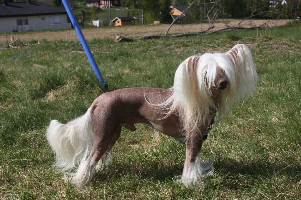 QuiinCharme's BlackieLightning Luuk