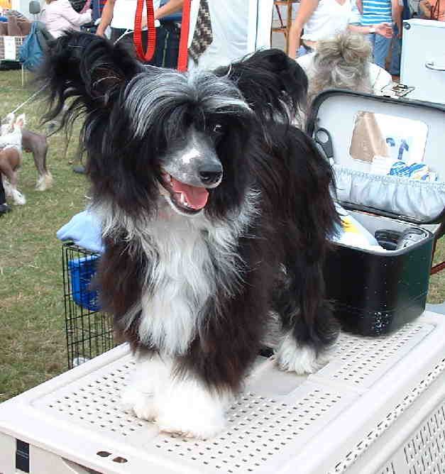 Jhanchi's Dancing Queen