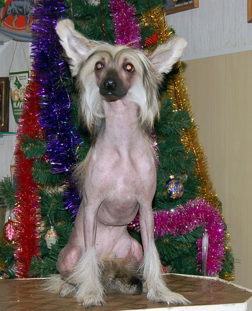 Irgen Gold Katrin Denev