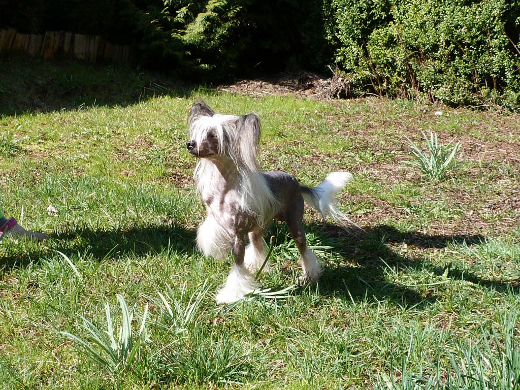 Popeye the Sailor Avokaduh