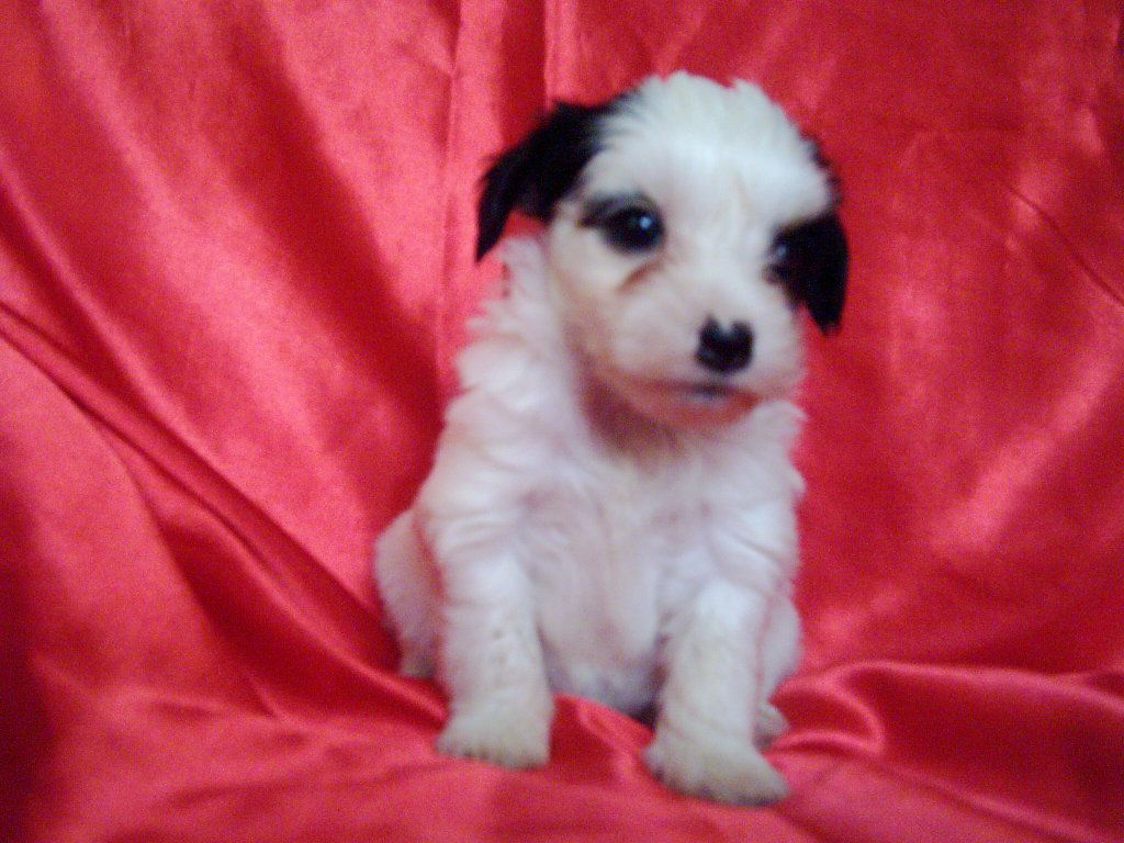 Highlander von Hellmundin