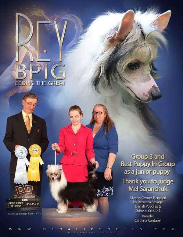 BPIG Cedric The Great (Cantarell)