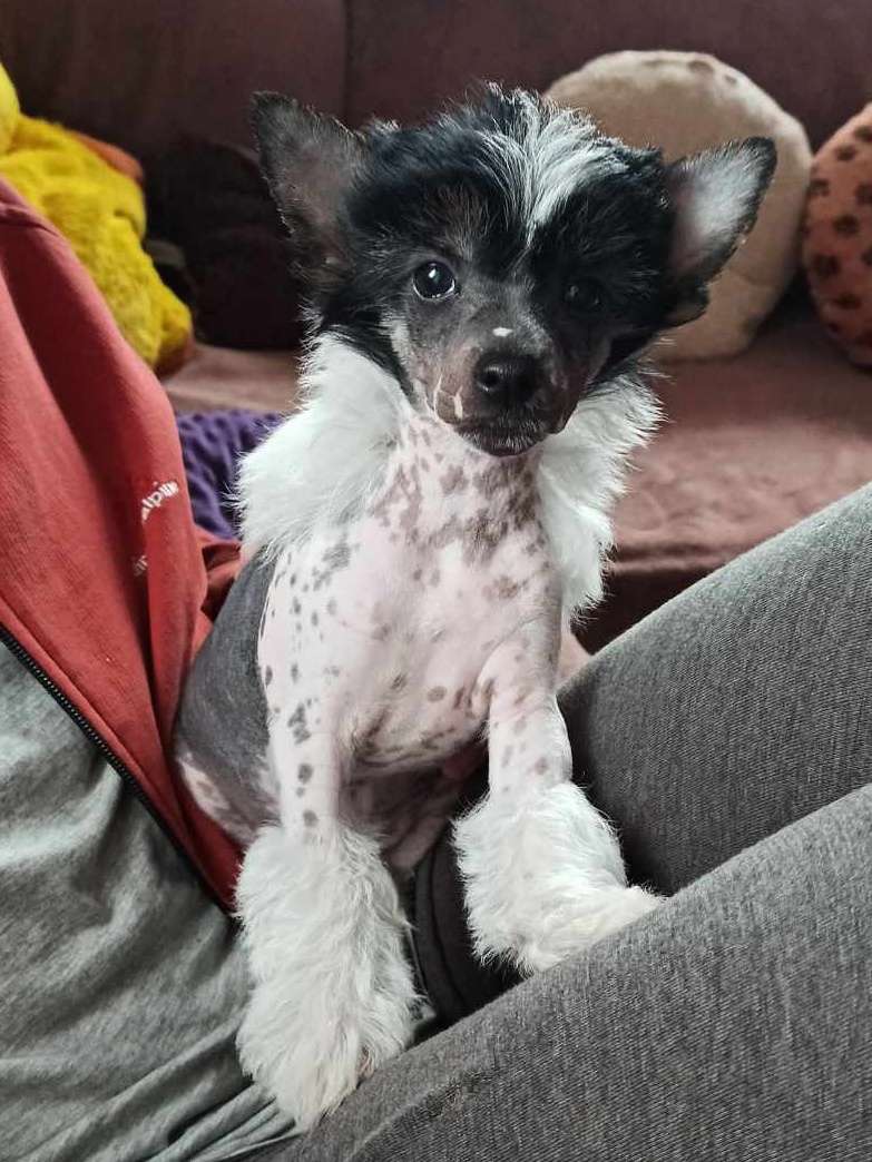 Sabba z Pulnocního dvora