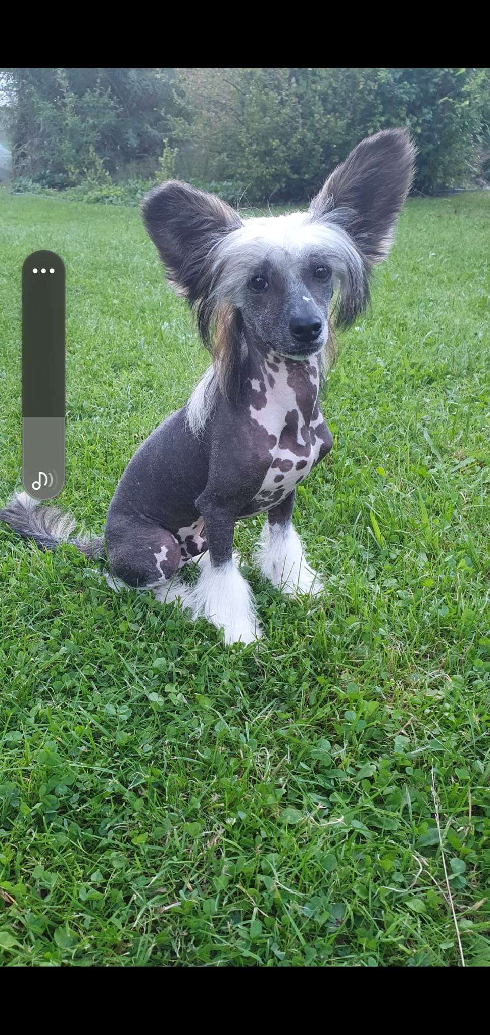 Qui-Gon Jinn Avokaduh