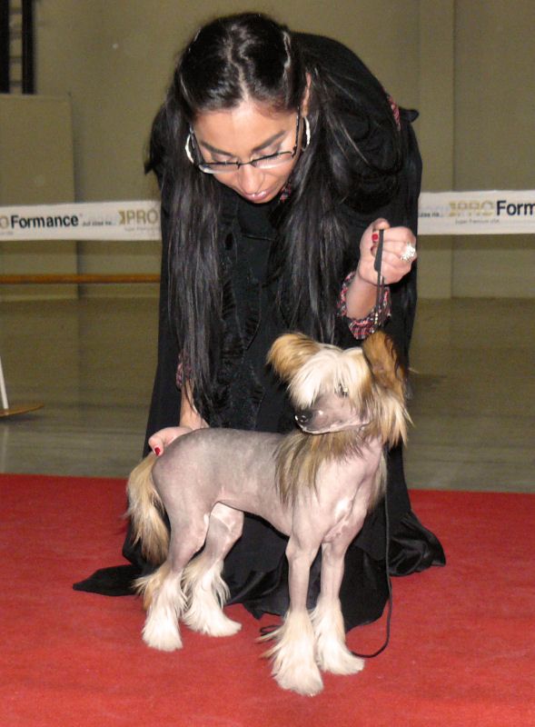 Rozhulantyna Bazylowna Nadobnisie i koczkodany
