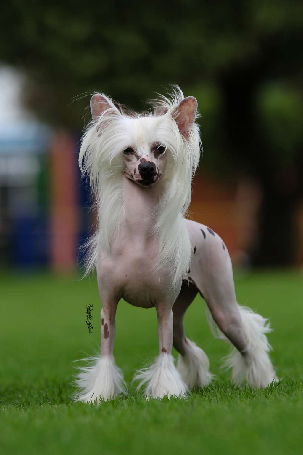 Touch Beauty Arctic Lights