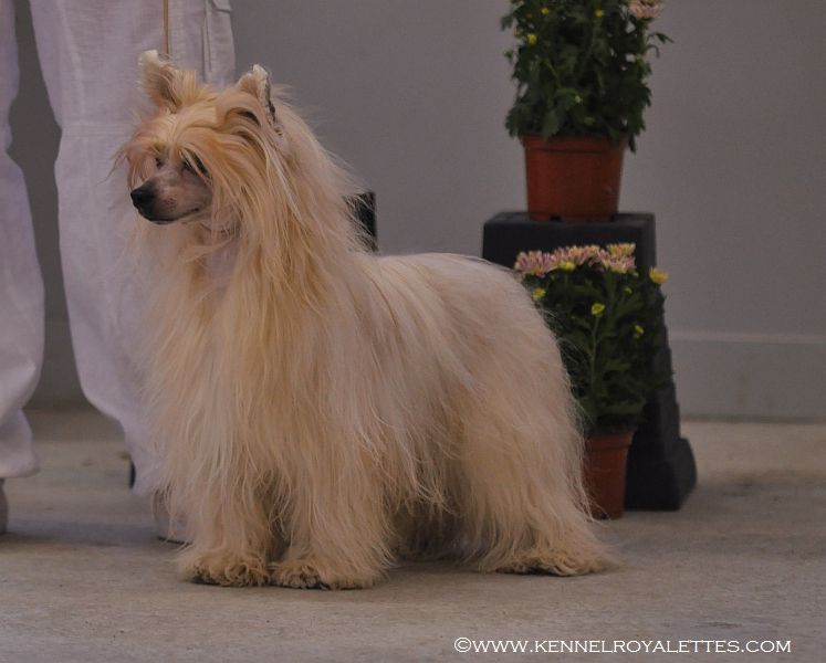 Shadow White Energizer