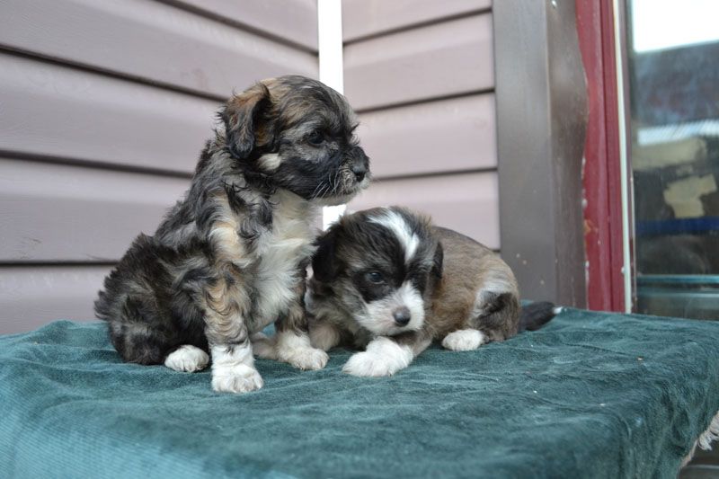 Vellar Pljus Vinston