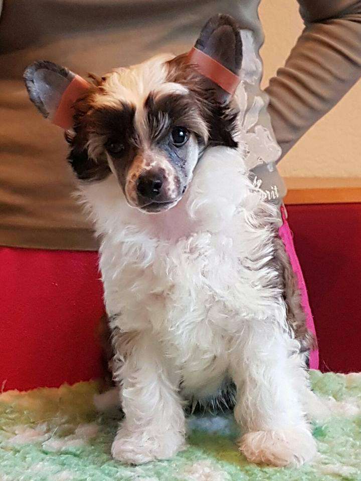 Bubbling Spirit Iirish Coffee