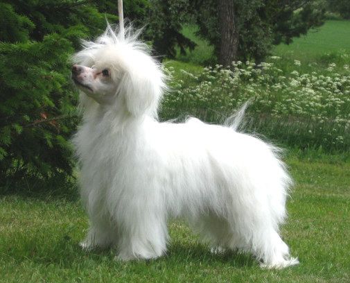 Kiikunkaakun Fantsu Fiia