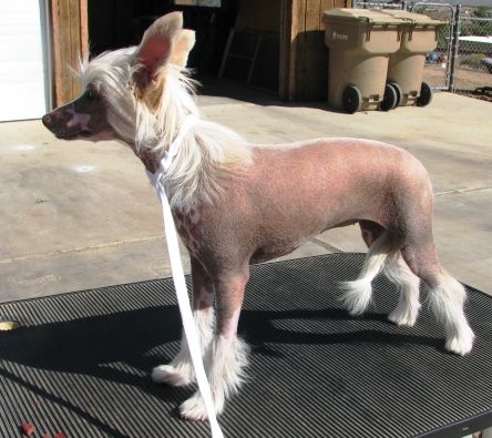 Ponyville's Lunar Eclipse