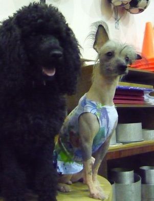 Sapfir iz Tsarskogo Sela Varenika