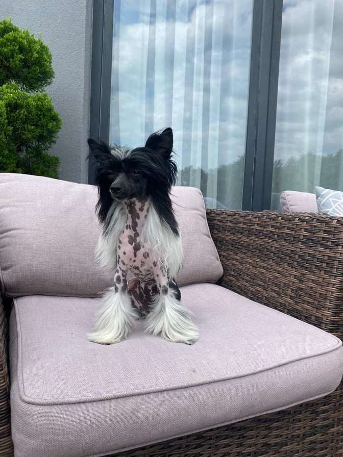 Akira Exotic World FCI