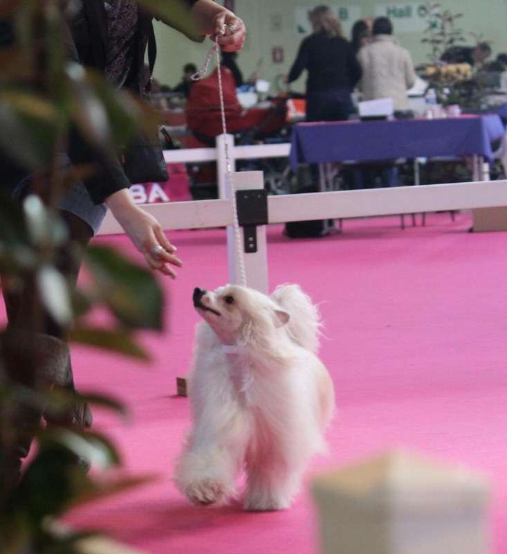 (ch) Lo'melindi De L'orée Des Rêves