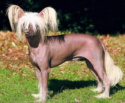 Konishiki Rufus The Red Scherzando