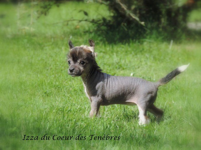 Izza Du Coeur Des Tenebres