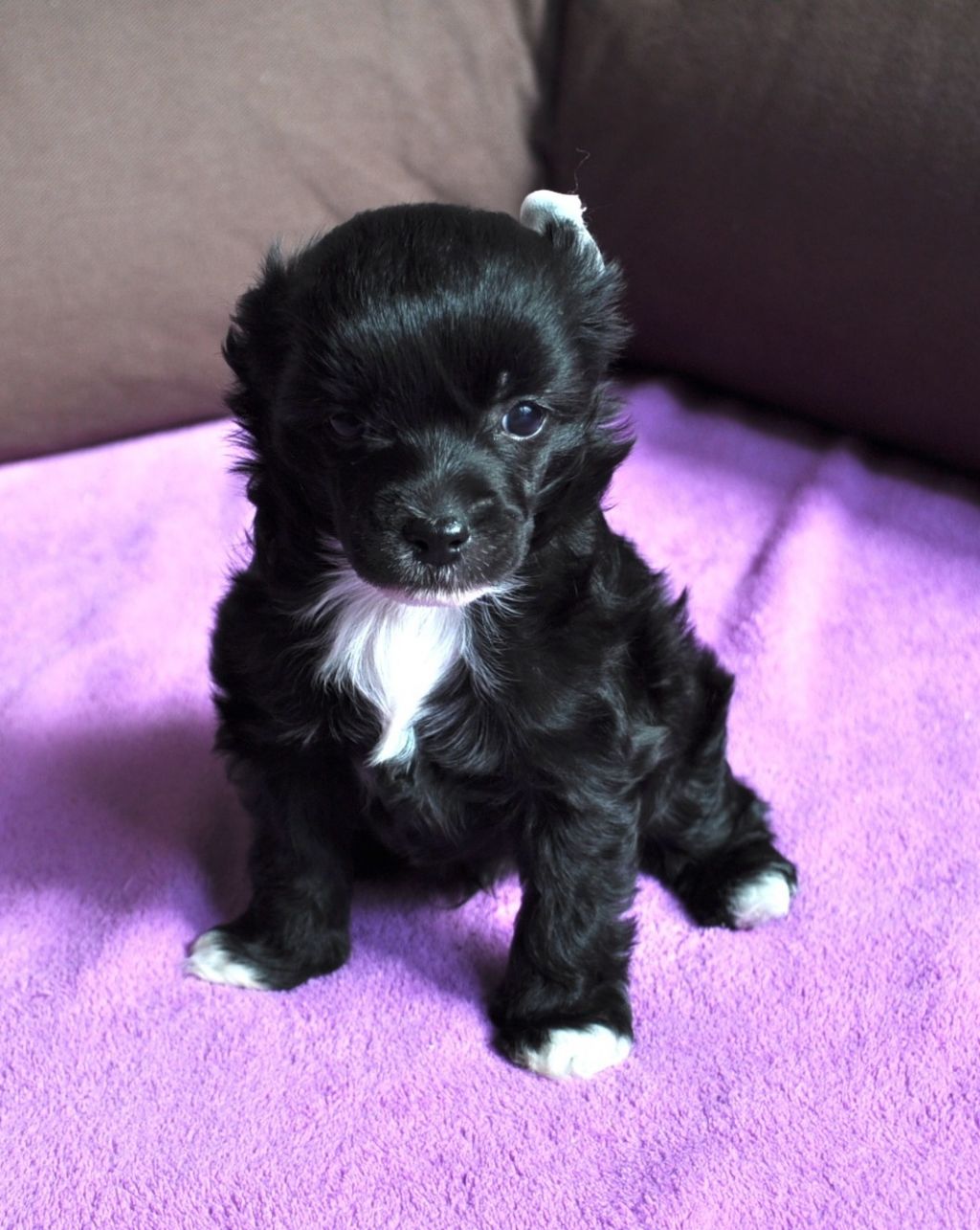 Darkmoon Paradise Hitchcok