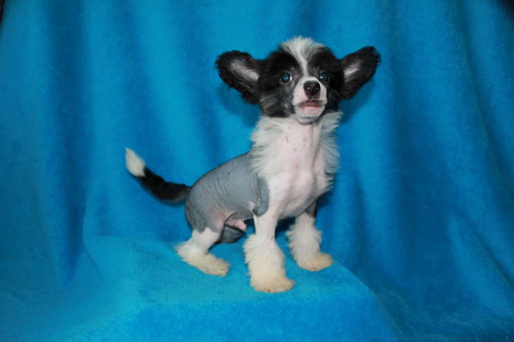 Aleksen Bendjamin Hooch