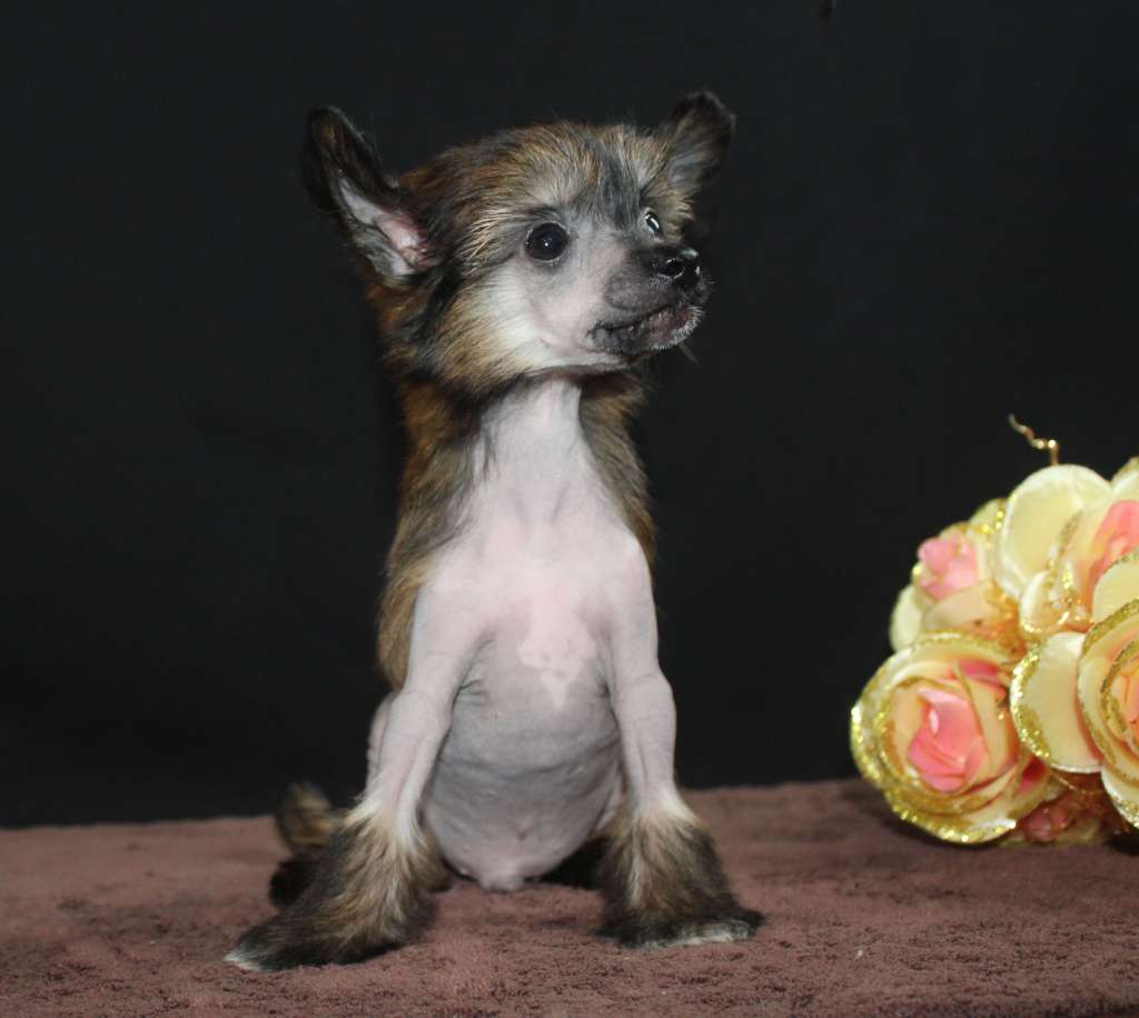 Charuyuschiy Soblazn Hot Red Artua