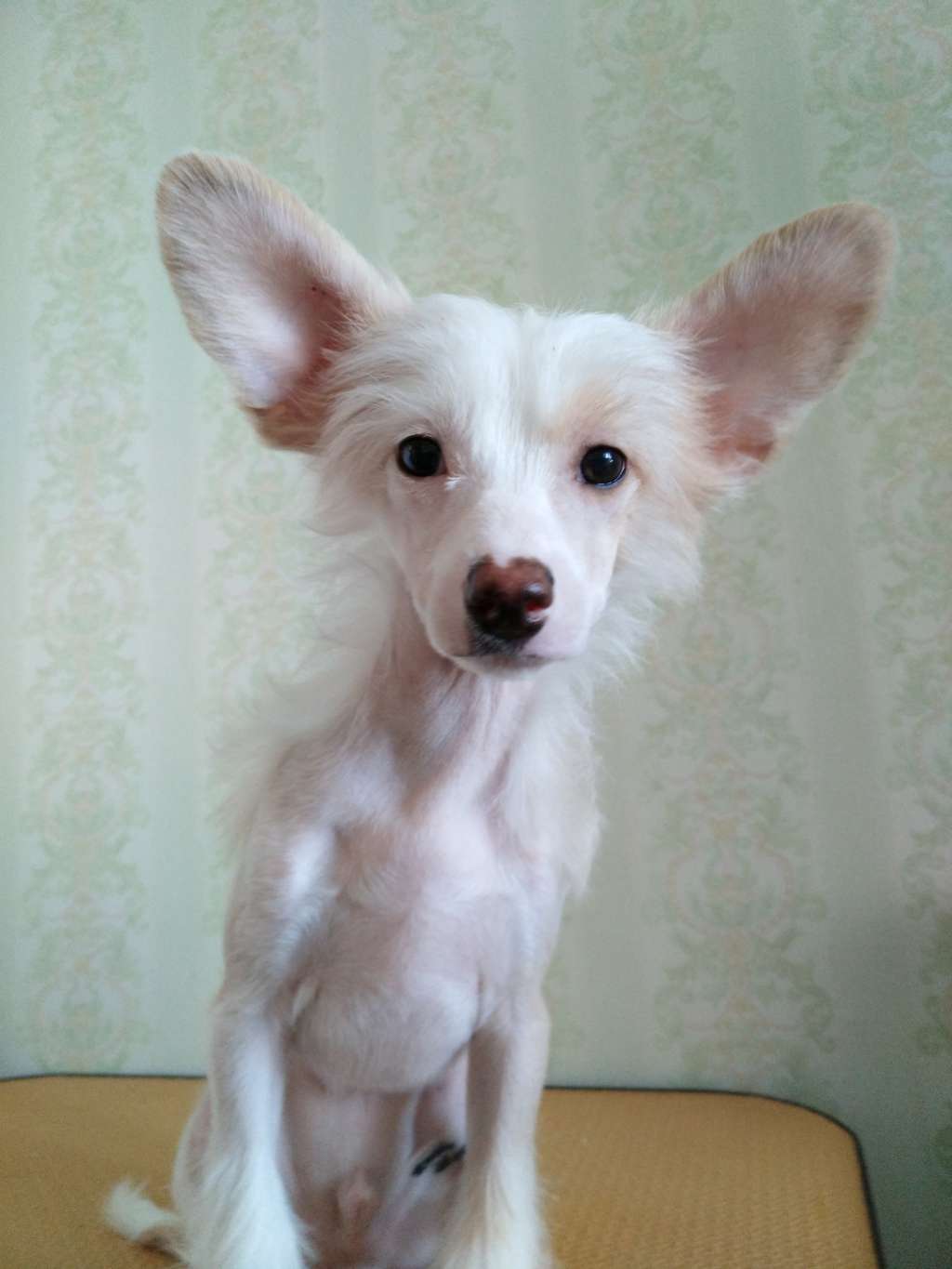 Kovimoti Barly Gold Field