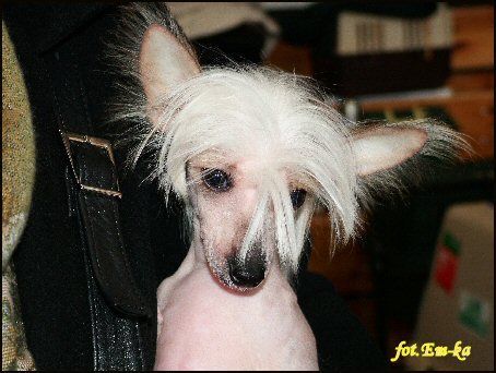 Agatka Z Gangu Lysych Migotka