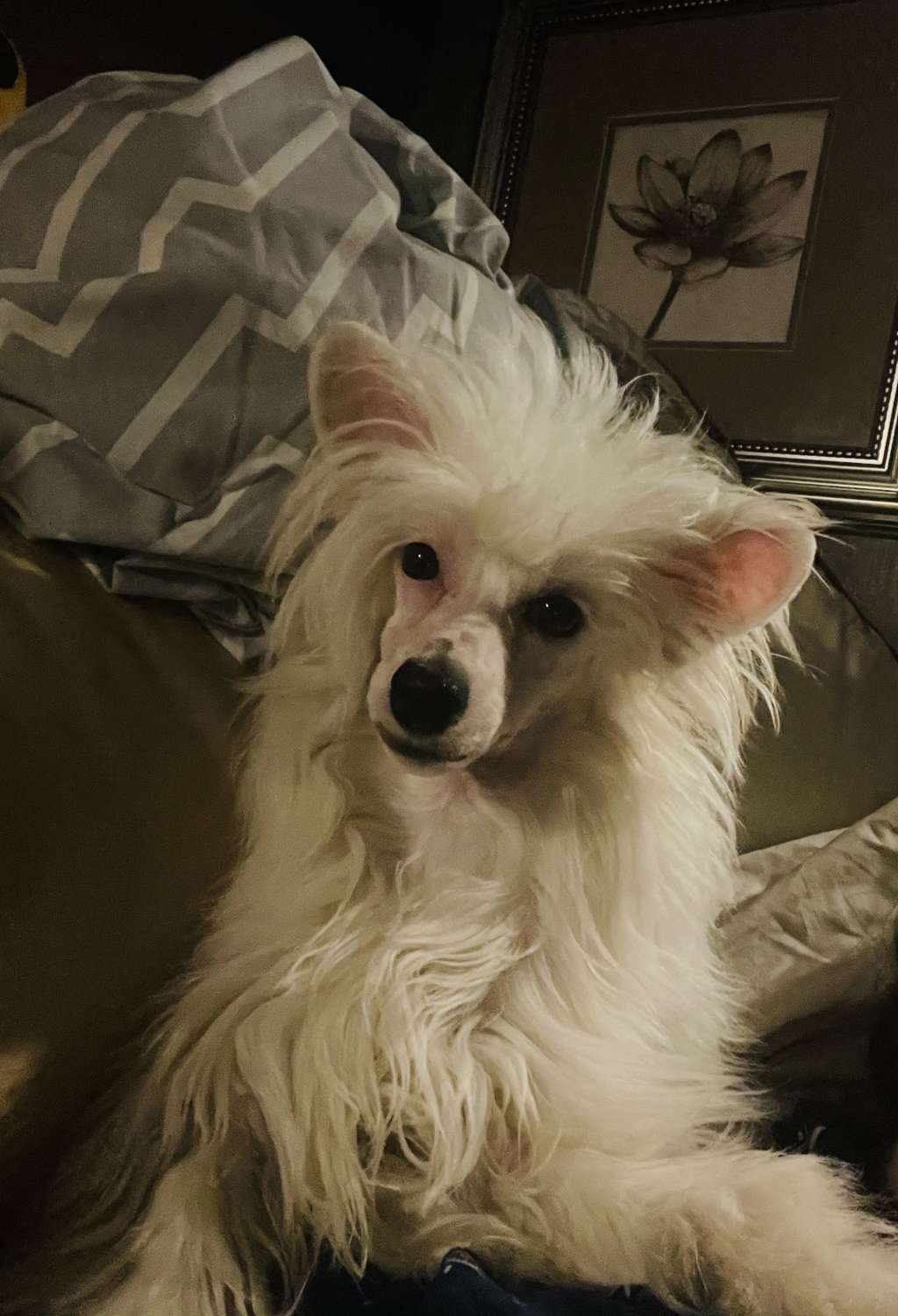 FaeryDreamer N Sunlit Whole Lotta Trouble