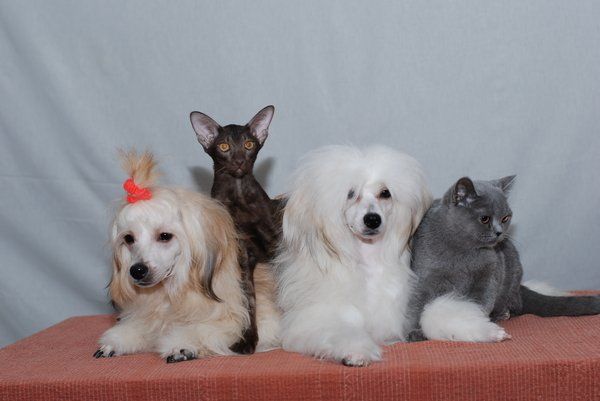 Kassiopeya Iz Gavaona