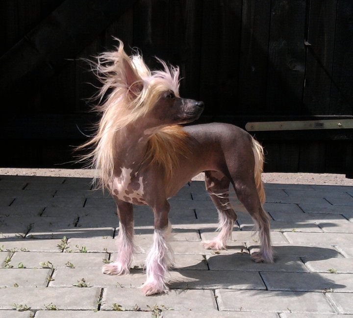 Geen-Ann Divoky mesic