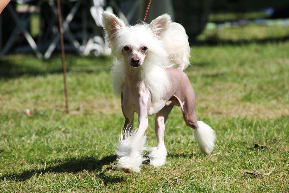 Belua Mea Valhall Awaits Me