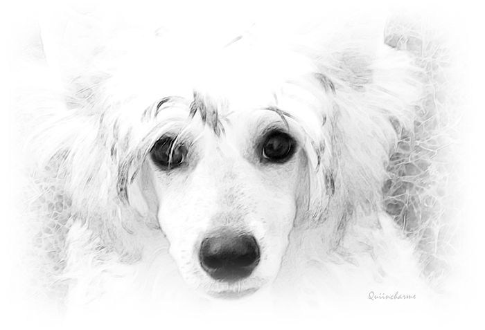 Quiincharme's In The Golden Town