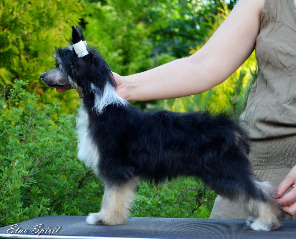 Etno Spirit ..........