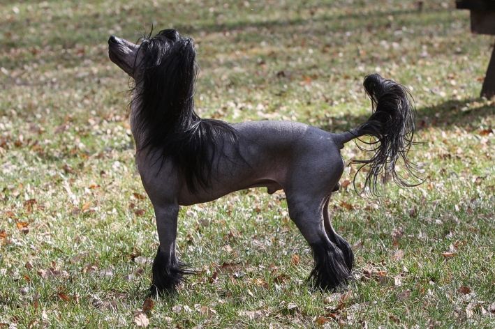 Derry Dash z Jaromerskeho panstvi