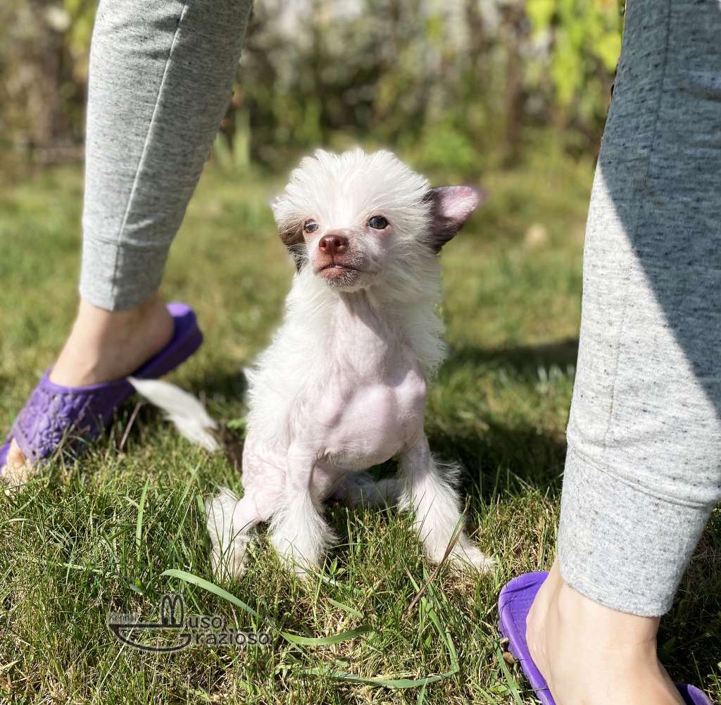 Muso Grazioso The Best