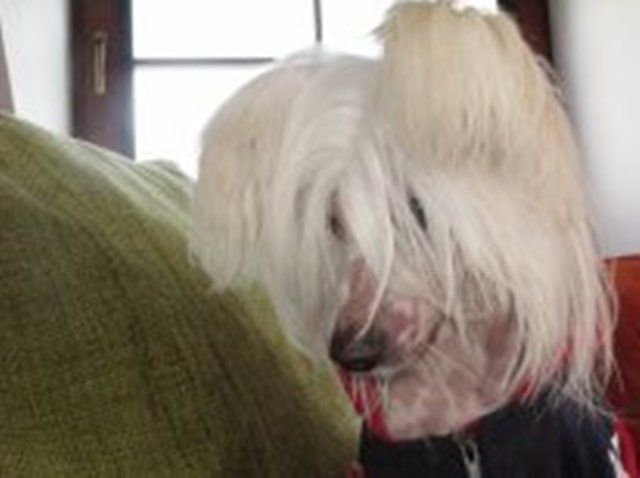 Baroque Chinese Horse Markiz