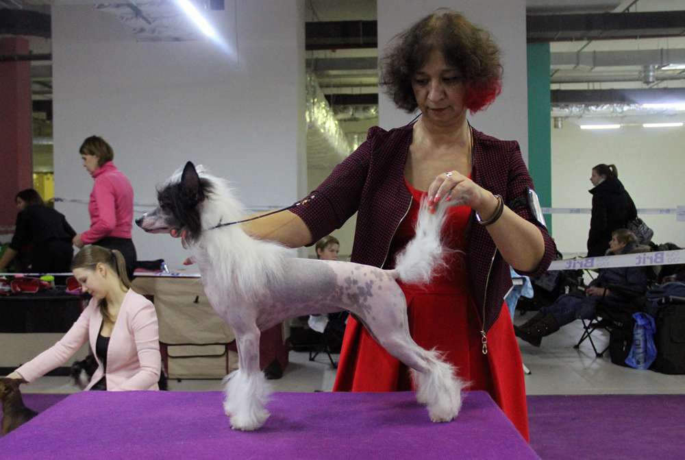 Mashama Mazi Rus Umaridadi