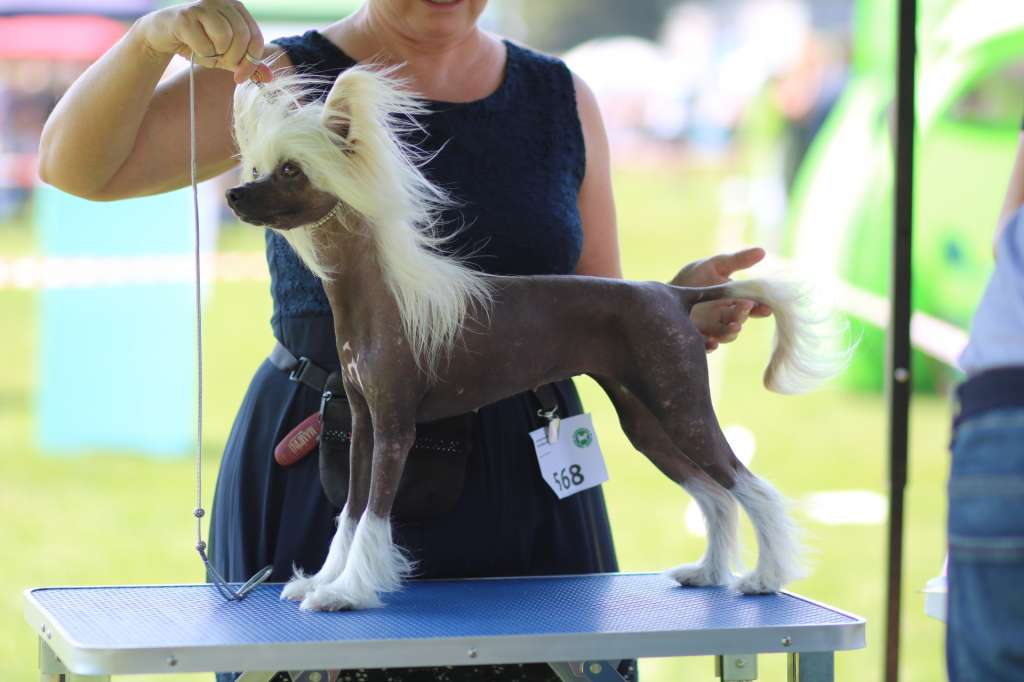 Incanto Del Mondo Shake Your Mind