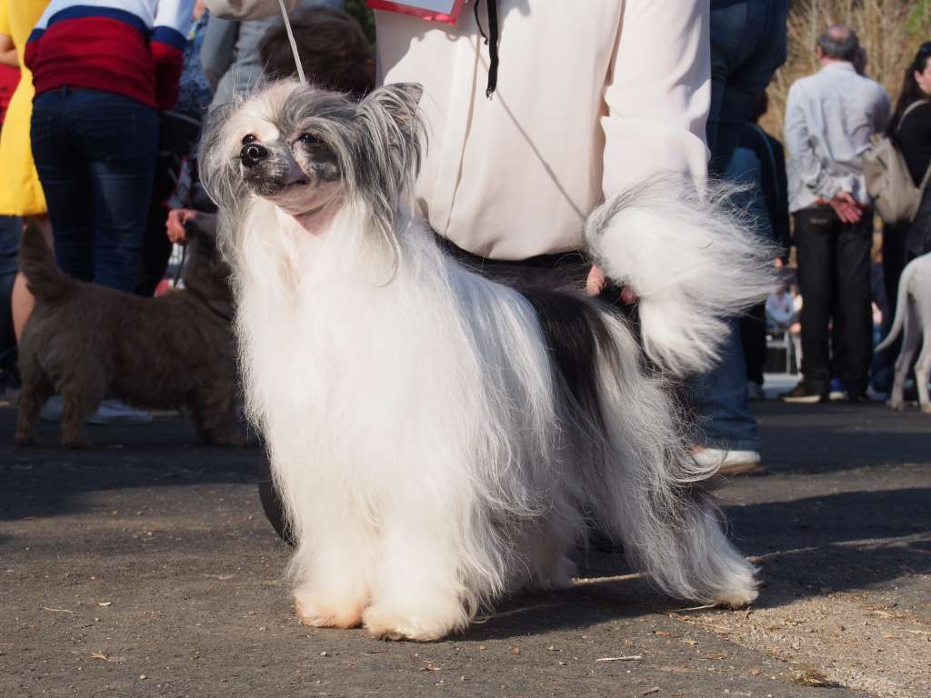 Erotik Dreams Di Rabozi