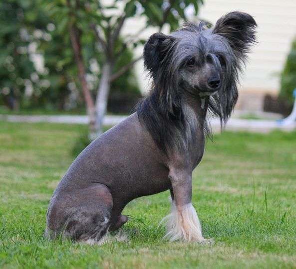 Gala of the Black Moor dlya Liris