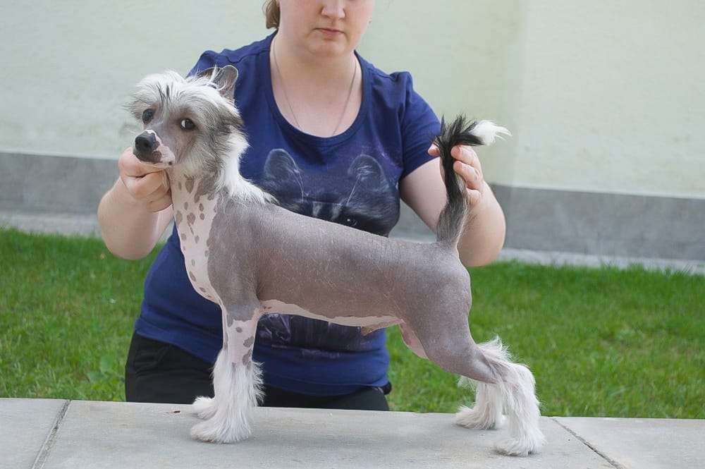 Lorita Star Taynyy Agent