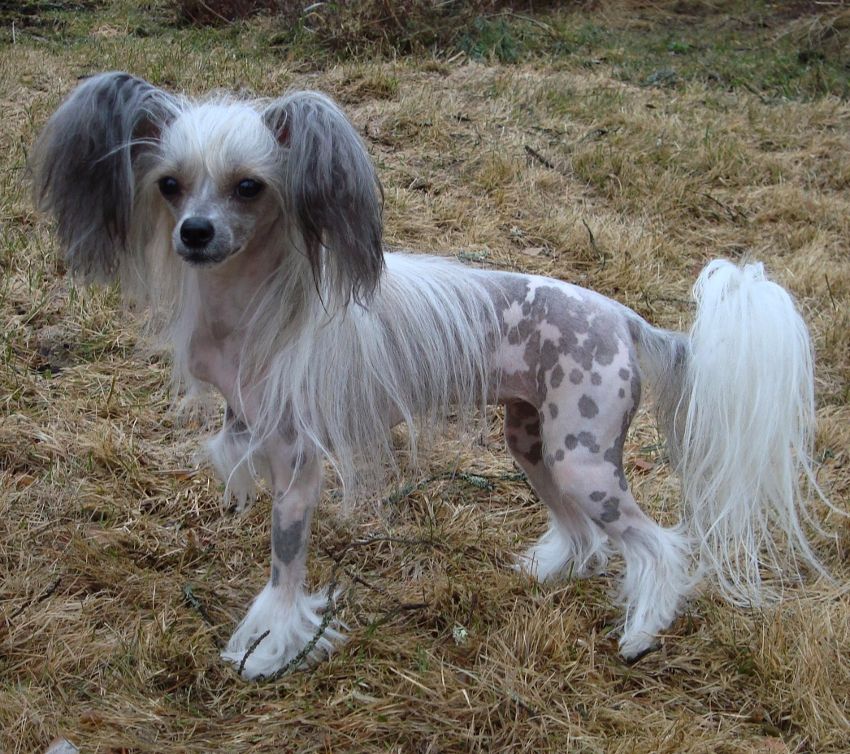 Stormblåstens Chaos Unleashed