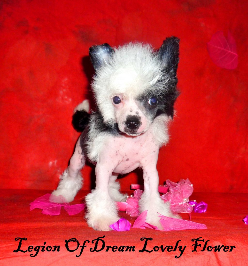 Legion Of Dream Lovely Flower