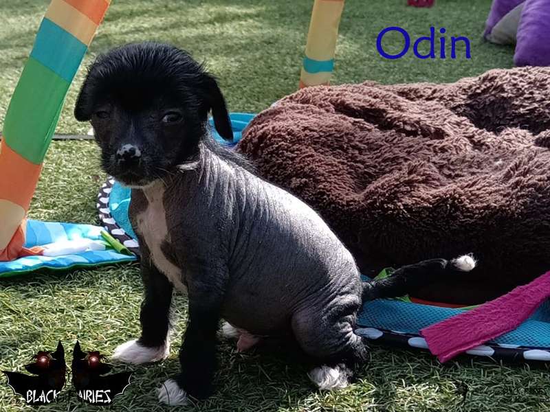 Oh my lovely Gaias last Heartbreaker Odin from *Bl