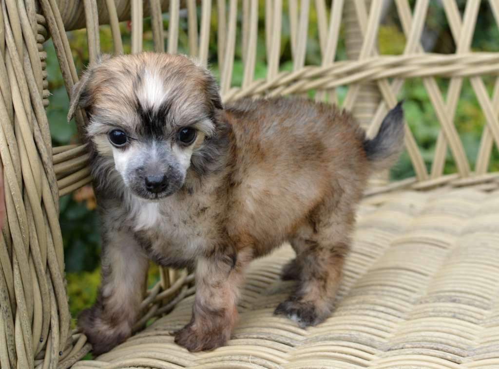 Toffe Rose z Andelovy dlane