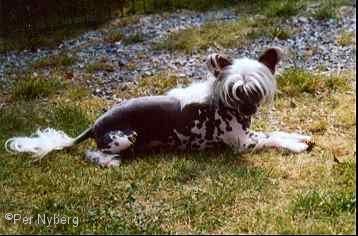 Tuffskin's Gigolo Goes To The Top