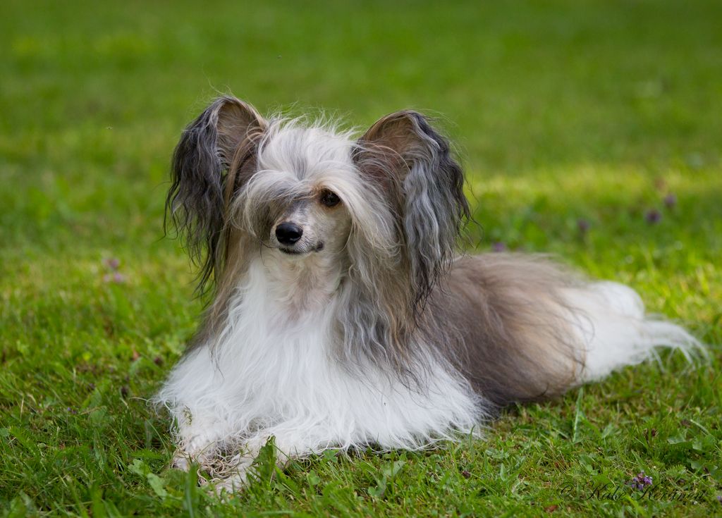 Kaunisvirran Muumi Peikko