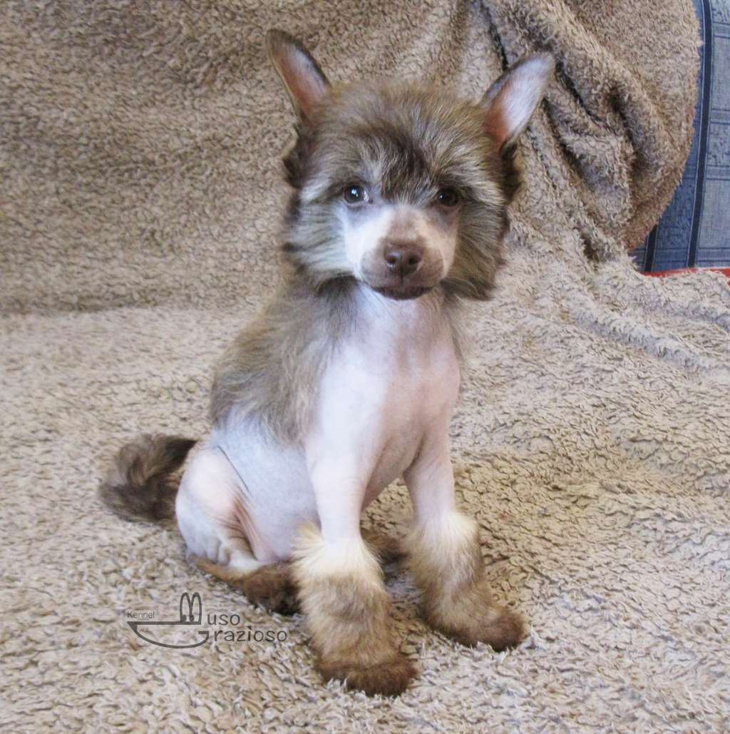 Muso Grazioso Charm In Kiss