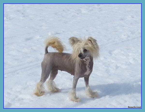 Beachcrest Proud Mary