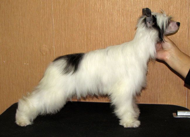 Bi-lav Plus Grenlandiya