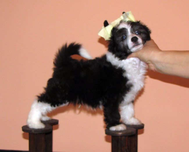 Bi-lav Plus Master-klass